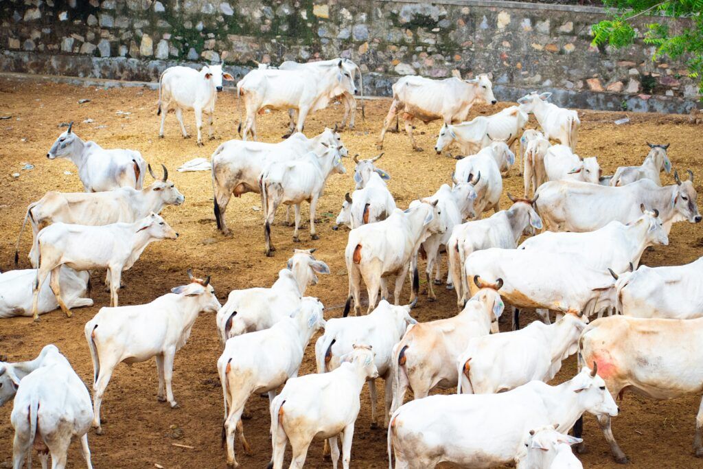 About Us 6 cow dung export from India