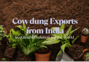 Blog 28 Cow Dung Products Export From India sustainable Solutions for the world